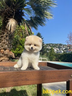 Lori Teddy Bear Pomeranian Orjinal Ayı Surat 3