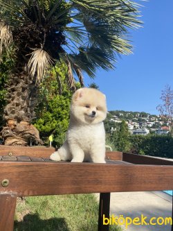 Lori Teddy Bear Pomeranian Orjinal Ayı Surat 5