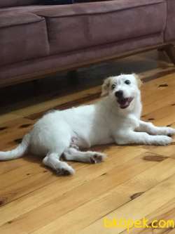 LUCI YAVRUMA YENI YUVA ARANIYOR 5