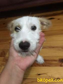 LUCI YAVRUMA YENI YUVA ARANIYOR 1