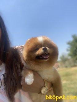 Lucy Pomeranian Boo Yetişkin Secereli Orjinal 5