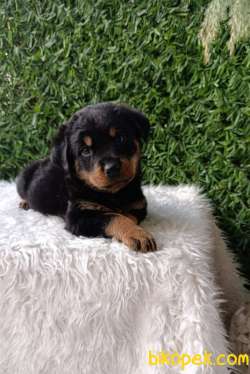 Macar Kafa Erkek Ve Dişi Rottweiler 2