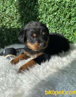 Macar Kafa Erkek Ve Dişi Rottweiler 3