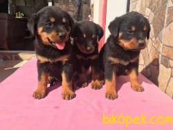 Macar Kafa Rottweiler Yavrular 2