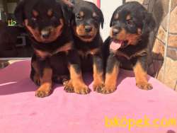 Macar Kafa Rottweiler Yavrular 3