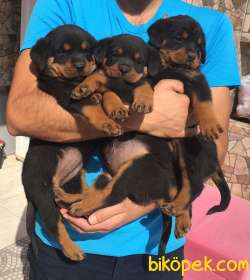 Macar Kafa Rottweiler Yavrular 1