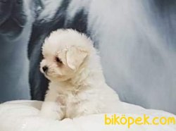 MALTESE TERRIER YAVRULARI 4