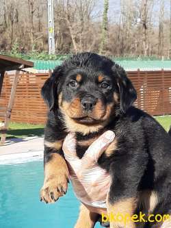 Macar Kafa Rottweiler Yavrulari 1