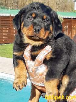 Macar Kafa Rottweiler Yavrulari 2