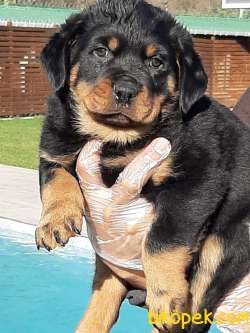 Macar Kafa Rottweiler Yavrulari 3