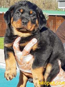 Macar Kafa Rottweiler Yavrulari 4