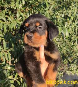 Macar Kafalı Harika Anatomiye Sahip Rottweiler Yavrular 2