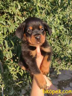 Macar Kafalı Harika Anatomiye Sahip Rottweiler Yavrular 3