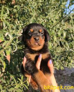 Macar Kafalı Harika Anatomiye Sahip Rottweiler Yavrular 1