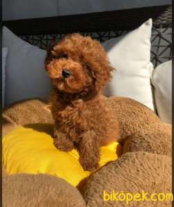 MACAR RED BROWN TOY POODLE YAVRUM 3