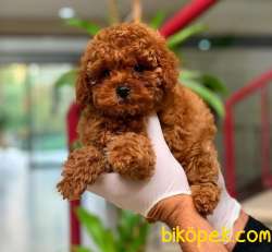 MACAR RED BROWN TOY POODLE YAVRUM 1