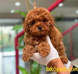 MACAR RED BROWN TOY POODLE YAVRUM 2