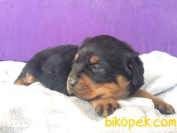 Macar Rottweiler 2