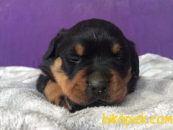 Macar Rottweiler 3