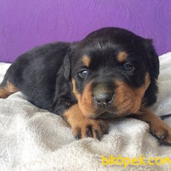 Macar Rottweiler 4