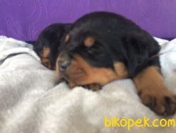 Macar Rottweiler 1