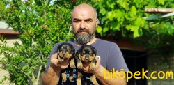 MACAR ROTTWEİLER YAVRLAR 5