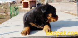MACAR ROTTWEİLER YAVRU 3