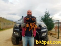 MACAR ROTTWEİLER YAVRULAR 3