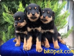 Macar Rottweiler Yavruları 5