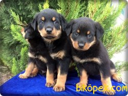 Macar Rottweiler Yavruları 1