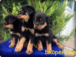 Macar Rottweiler Yavruları 3
