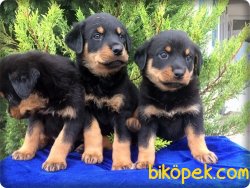 Macar Rottweiler Yavruları 4