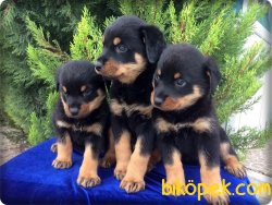 Macar Rottweiler Yavruları 2