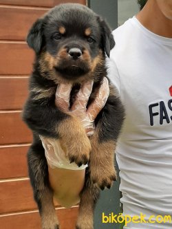 Macar Rottweiler Yavruları 2