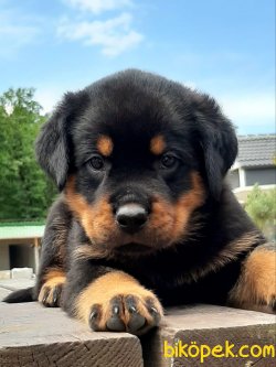 Macar  Rottweiler Yavruları 1