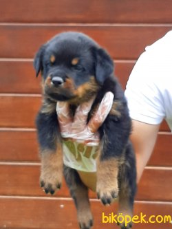 Macar  Rottweiler Yavruları 3