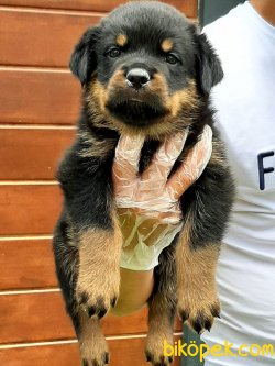 Macar Rottweiler Yavruları 5