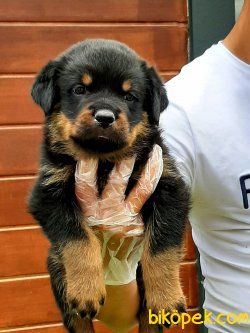 Macar Rottweiller Yavruları 3