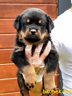 Macar Rotweiler Yavruları 4