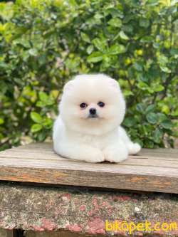 Mağazamızdan Kartopu Pomeranian BOO Yavrumuz 3