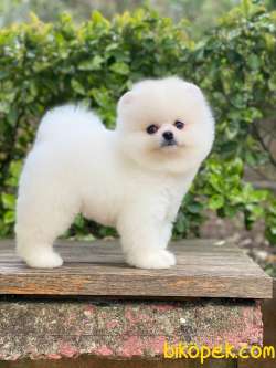 Mağazamızdan Kartopu Pomeranian BOO Yavrumuz 2
