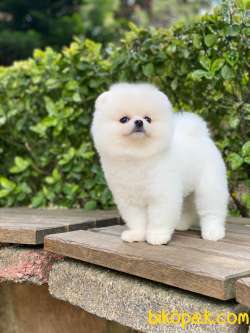 Mağazamızdan Kartopu Pomeranian BOO Yavrumuz 1