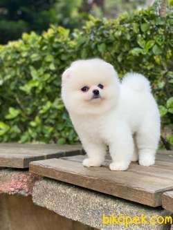 Mağazamızdan Kartopu Pomeranian BOO Yavrumuz 4