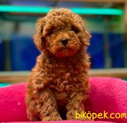 Mağazamızdan Red Brown ToyPoodle Yavrular 2