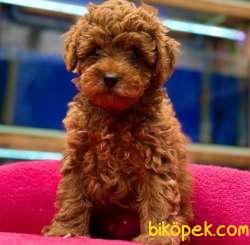 Mağazamızdan Red Brown ToyPoodle Yavrular 3