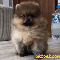 Mağazamızdan Uygun Pomeranian BOO Yavrularımız 2