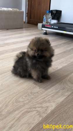 Mağazamızdan Uygun Pomeranian BOO Yavrularımız 3