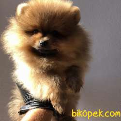 Mağazamızdan Uygun Pomeranian BOO Yavrularımız 1