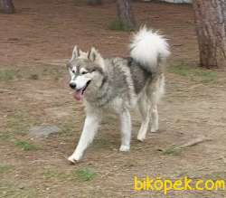 Malamut  (  Alaska Kurt  ) 3