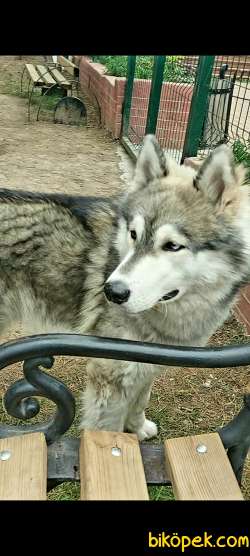 Malamut  (  Alaska Kurt  ) 4